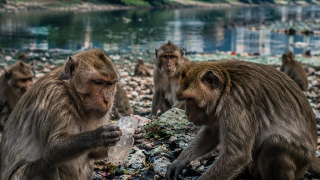 Concerning Findings in Urban Wildlife: Impacts on Local Ecosystem