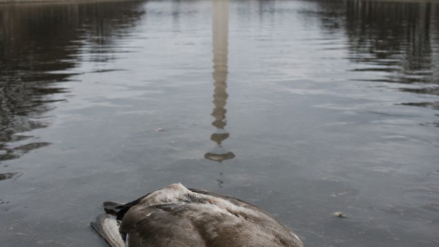 Mystery Surrounds Dead Ducks Found in DC Reflecting Pool
