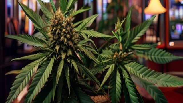 Alabama Cannabis Commission Ends Legal Partnership Amid Controversies | judi rolet terpercaya, free 