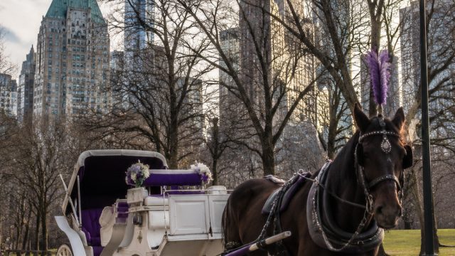 Tragic Incident Revives Debate on Central Park Carriage Rides | slot deposit pulsa tanpa potongan te