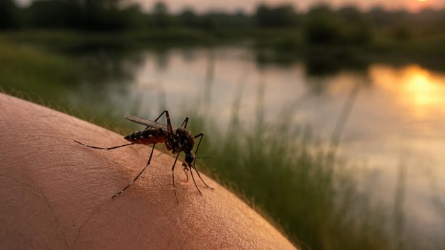 West Nile Virus Detected in Williamson County: Stay Alert This Season | togel cair 138, nonstop 88 s
